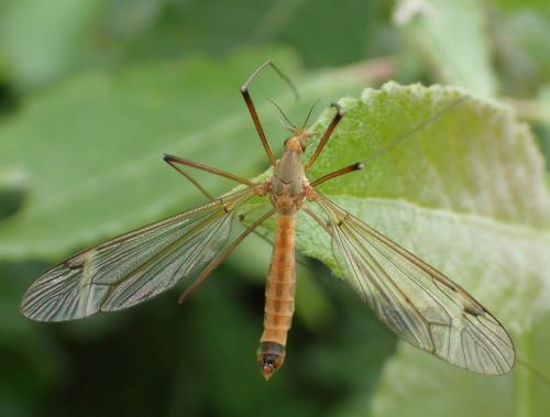 Tipula fascipennis